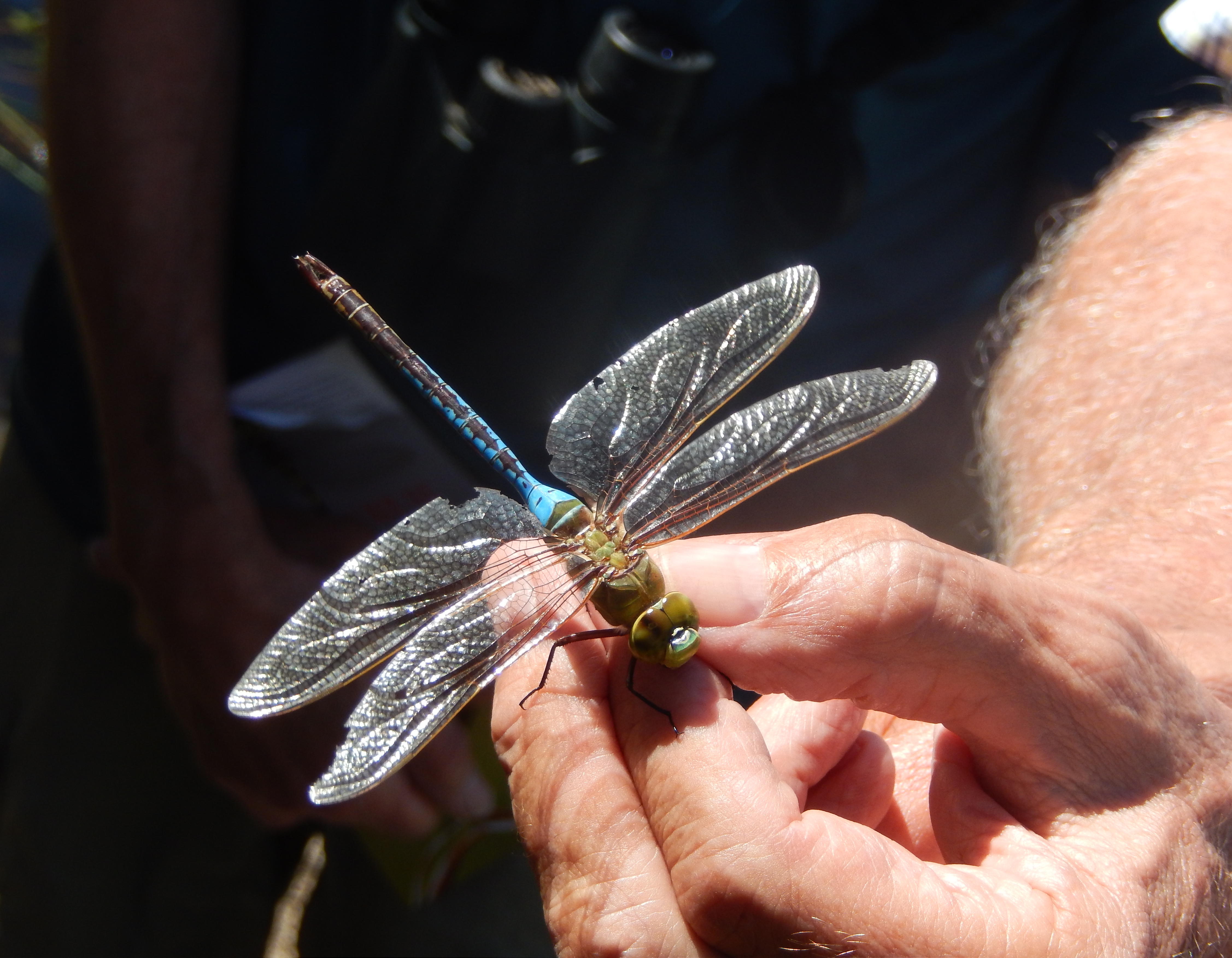 A dragonfly perches on someone's hand.