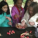 Students harvest oca in the garden classroom.