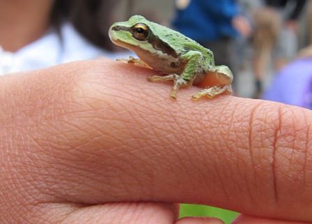 A closeup shot of a person's finger with a small frog sitting on it.