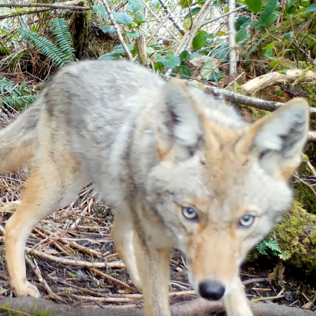 [Image description: A coyote walks in the forest at IslandWood's Bainbridge Island Campus.]