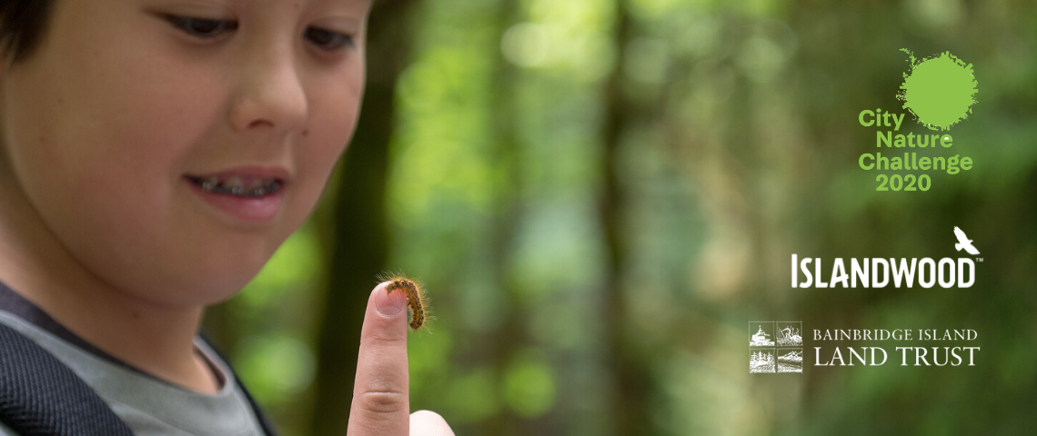 [Image description: a child holds a caterpillar on their finger in the forest The logos for IslandWood, Bainbridge Island Land Trust, and the City Nature Challenge 2020 are overlaid over the image.]