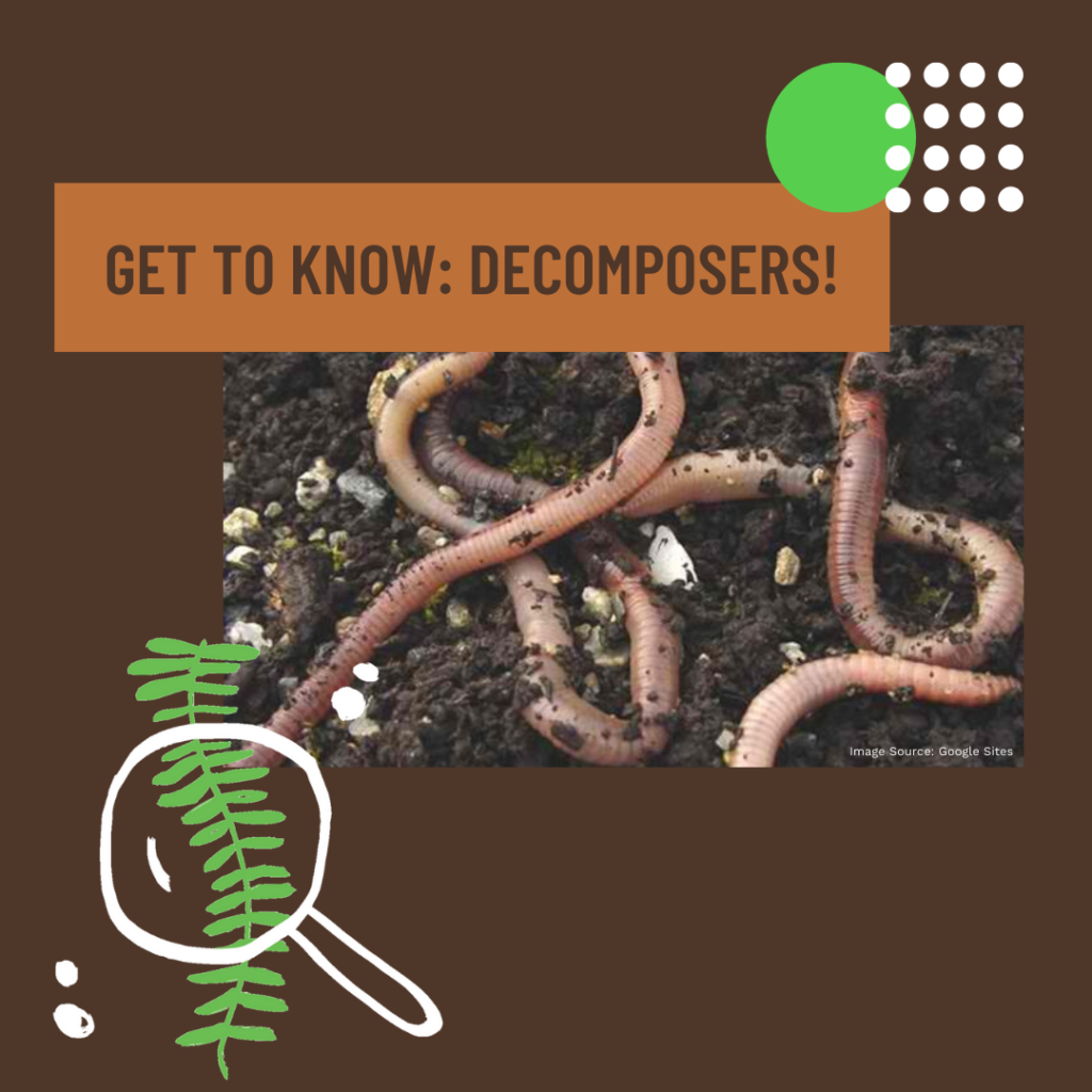 Alongside producers and consumers, decomposers play an important role in the food chain. As a matter of fact, one type of decomposer lives in every habitat on the planet - including in and on the human body! (Do you know what it is?)