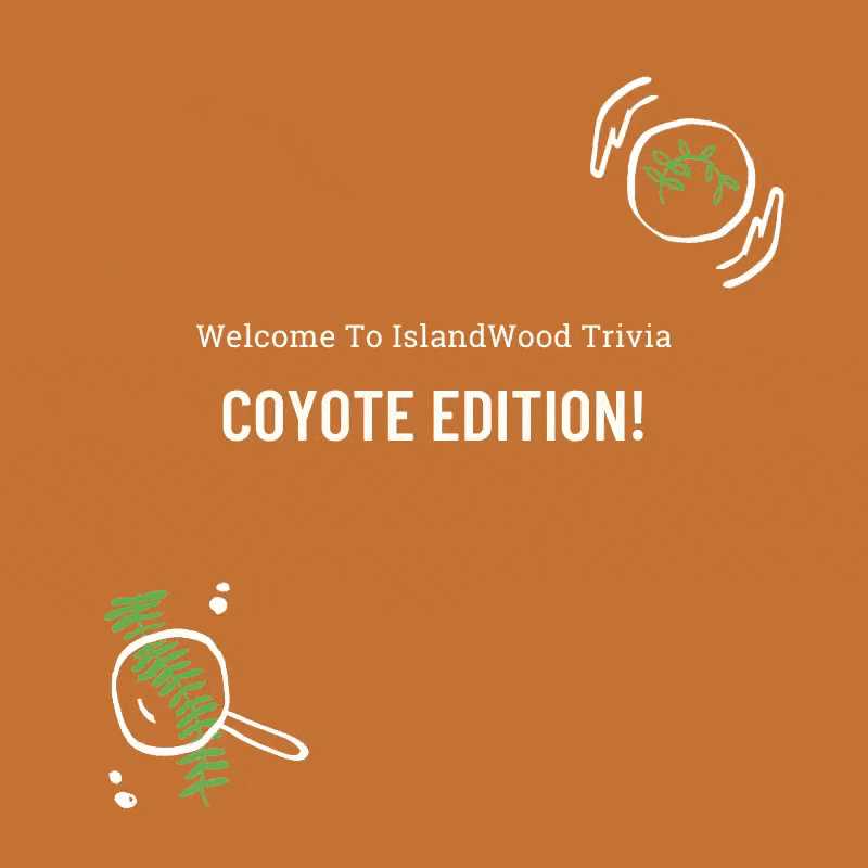 Test your coyote knowledge - or learn something new! - with our game of Coyote Trivia, featuring footage of the coyotes that have been venturing around our Bainbridge Island campus.
