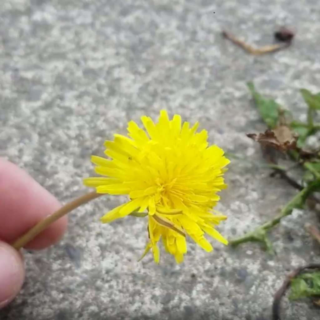 Chances are, you’ve seen lots of dandelions popping up recently. But how much do you really know about them? If you’re anything like Urban Programs Lead Educator Max Honch, the answer might be “not much!”