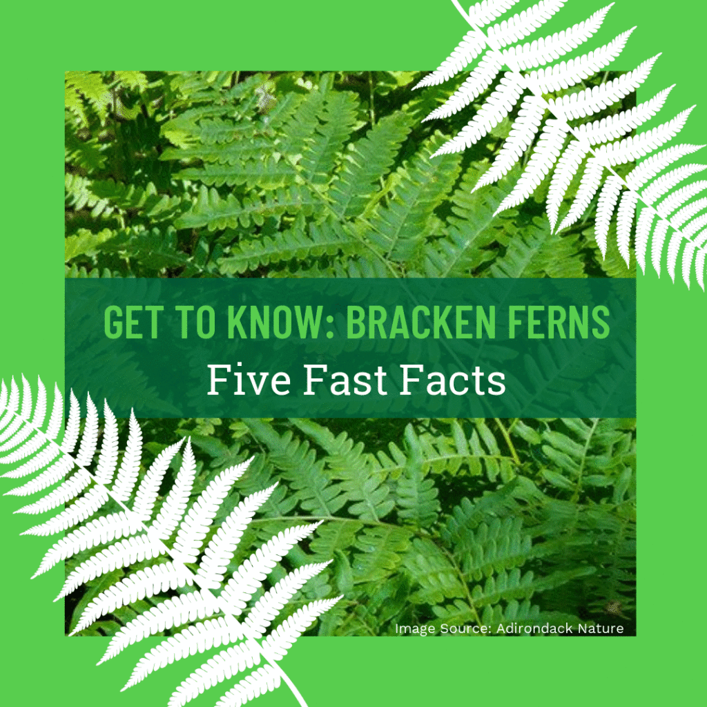 Did you know that bracken ferns have existed on Earth for approximately 55 million years?