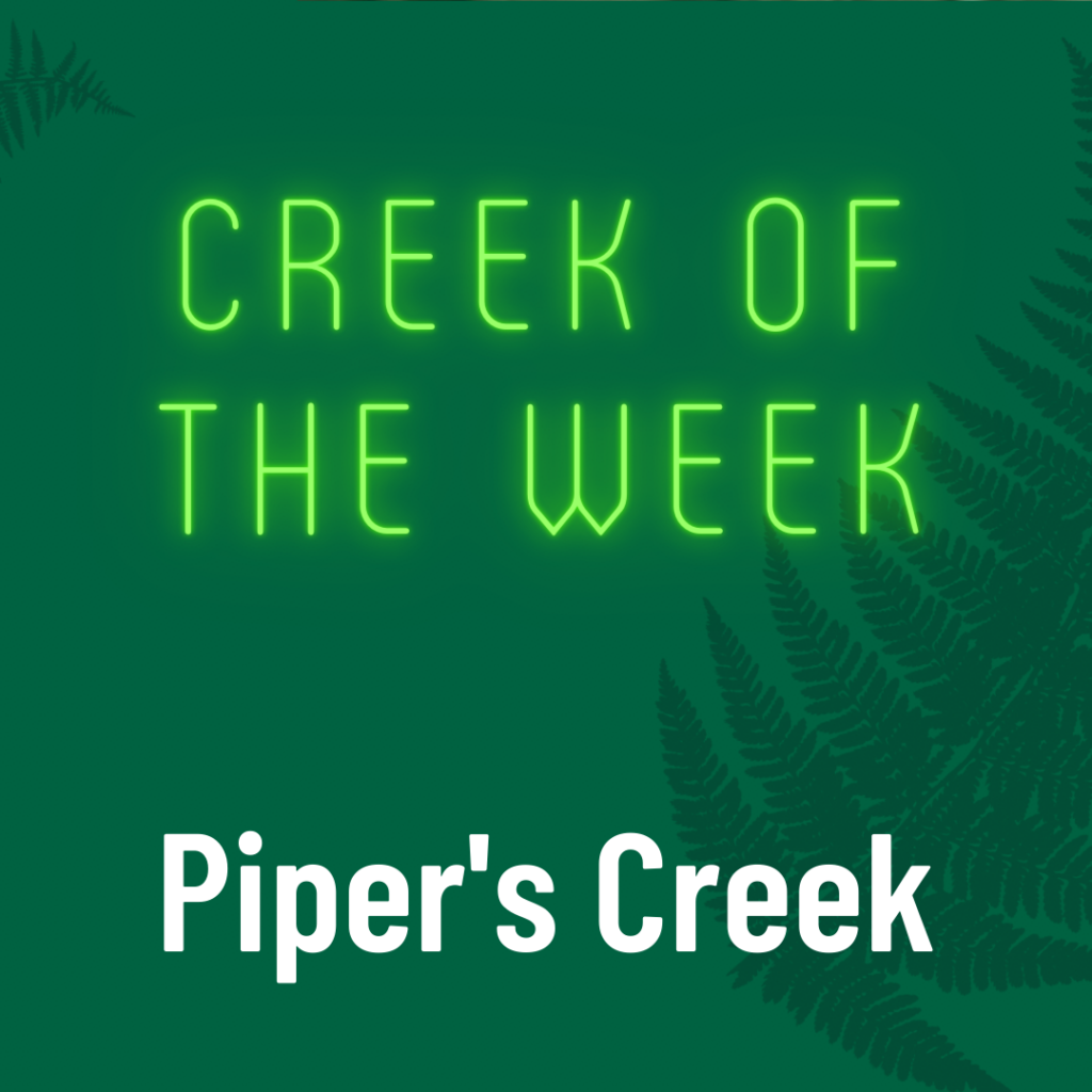Join IslandWood Urban School Programs educator Celina Steiger for a virtual exploration of the Piper's Creek Watershed in northwest Seattle.