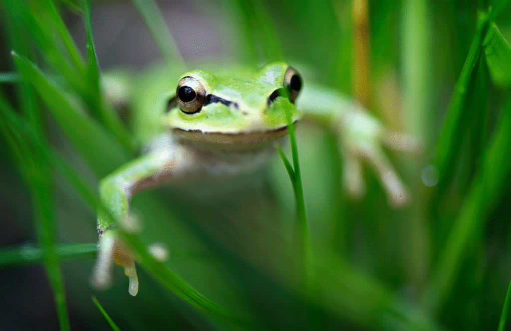 Frogs up. Тихоокеанская древесная лягушка. See-through Frogs. День спасения лягушек.