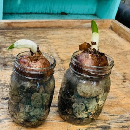 Paperwhites (narcissus) started by students in jars. Soon we’ll watch roots grow and blooms appear!