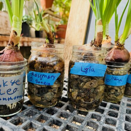 Some of the bulbs and seeds that have been labeled (see tip number 8 below).