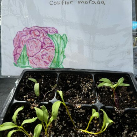 A beautiful purple cauliflower sign to go with their sprouted seeds.